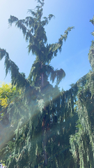 Cupressus nootkatensis