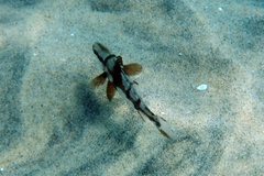 Atractoscion nobilis