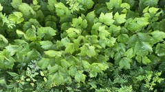 Clematis heracleifolia