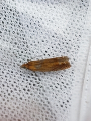 Lathronympha strigana