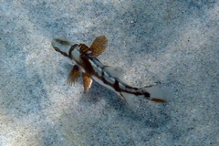 Atractoscion nobilis
