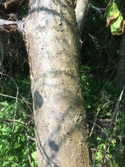 Malus