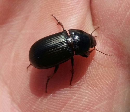 hrbáč obilný (Zabrus tenebrioides)