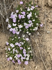 Phlox multiflora