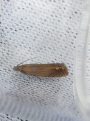 Lathronympha strigana