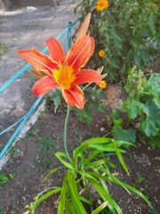 Hemerocallis fulva