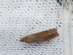 Lathronympha strigana