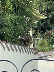 Canis latrans