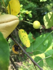 Malus