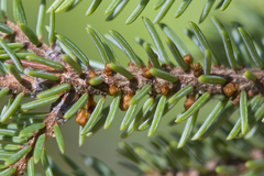 Arceuthobium pusillum