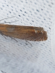 Lathronympha strigana