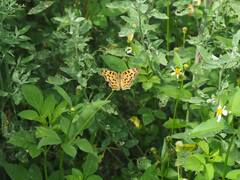 Polygonia c-aureum lunulata