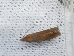 Lathronympha strigana