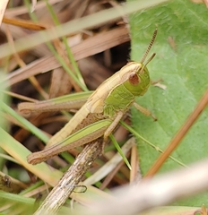 Pseudochorthippus parallelus