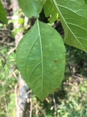 Malus