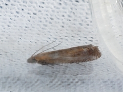 Lathronympha strigana