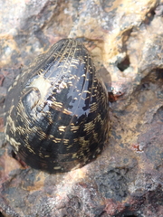 Nerita albicilla