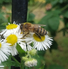 Apis mellifera