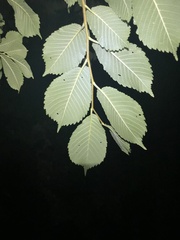 Ulmus macrocarpa