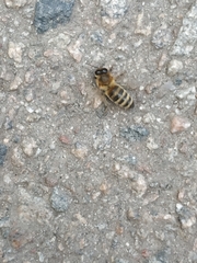 Apis mellifera