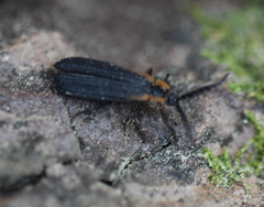 Leptoceletes basalis