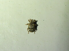 Conotrachelus recessus