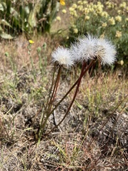 Nothocalais troximoides