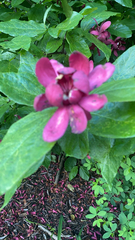 Calycanthus