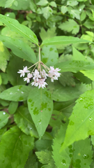 Asclepias quadrifolia