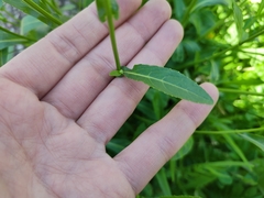 Rorippa