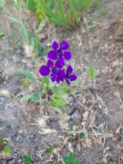 Consolida orientalis