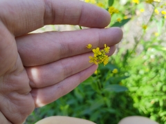 Rorippa