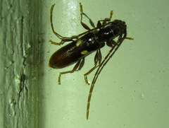 Heterachthes quadrimaculatus