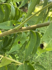 Phylloxera notabilis