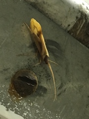 Platycentropus radiatus