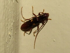 Heterachthes quadrimaculatus