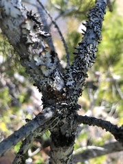Tuckermanopsis platyphylla