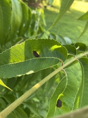 Phylloxera notabilis