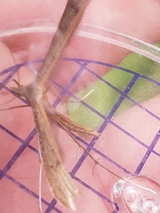 Stenoptilia pterodactyla