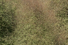 Olearia fragrantissima