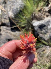 Castilleja hispida acuta