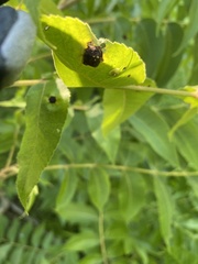 Phylloxera notabilis