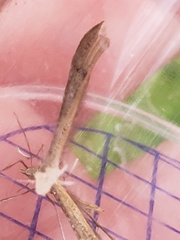 Stenoptilia pterodactyla