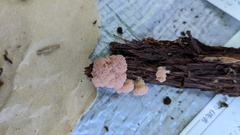 Siphoptychium casparyi