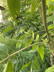 Phylloxera notabilis