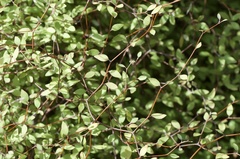 Olearia fragrantissima