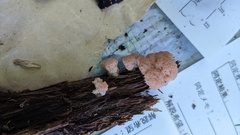 Siphoptychium casparyi
