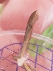 Stenoptilia pterodactyla
