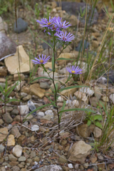 Symphyotrichum robynsianum