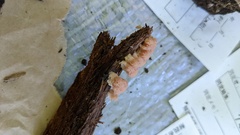 Siphoptychium casparyi